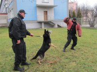 Zdolności dobrze wyszkolonego psa są nieocenione