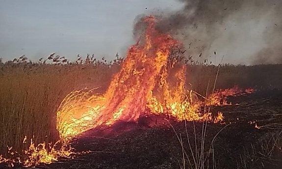 Obrazek przedstawia palącą się trawę