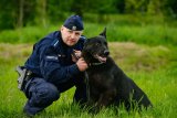 Na zdjęciu widoczny umundurowany policjant, który kuca i trzyma na smyczy psa służbowego.