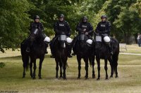 Policjanci z zespołu Policji konnej na czterech koniach.