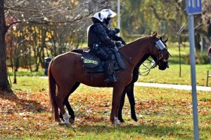 Policjanci na koniach.