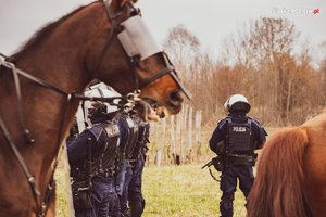 Na zdjęciu umundurowani policjanci oraz policyjne konie.