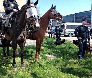 Na zdjęciu dwa policyjne konie oraz umundurowani policjanci z psami służbowymi. W tle zdjęcia radiowozy oraz stadion.