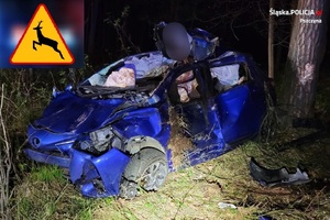 Na zdjęciu samochód rozbity samochód osobowy pośród leśnych drzew. W prawym górnym rogu znak ostrzegawczy z grafiką przedstawiającą leśne zwierzę.
