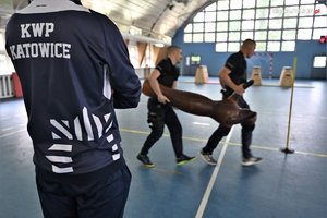 Na zdjęciu dwóch  umundurowanych policjantów przenoszących manekina. Przed nimi stoi osoba w granatowej bluzie z napisem na plecach KWP Katowice.