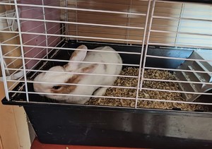 Na zdjęciu królik w klatce.