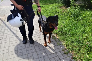 Na zdjęciu pies służbowy z policjantem przewodnikiem.