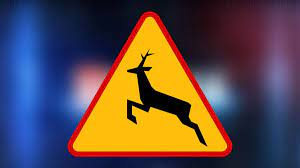 Na grafice znak ostrzegawczy uwaga na zwierzęta leśne.