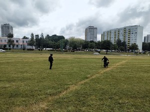 Na zdjęciu policyjne psy podczas pokazu