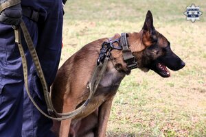 Kolorowe zdjęcie psa policyjnego stojącego z policjantem.